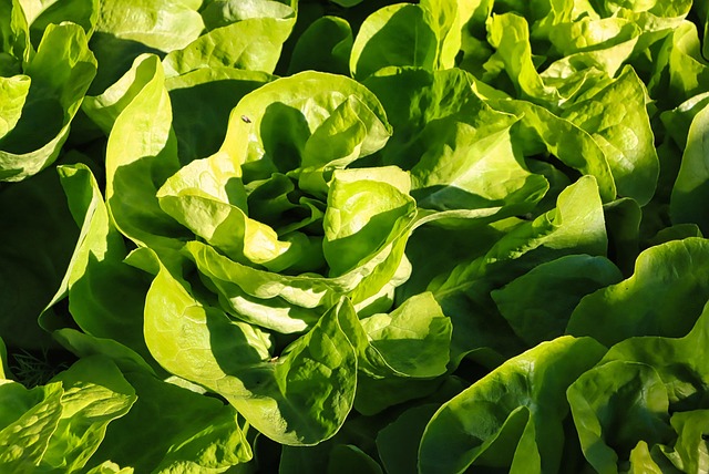 Lechuga